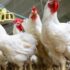 Microbes in Poultry Gut, microbes in food