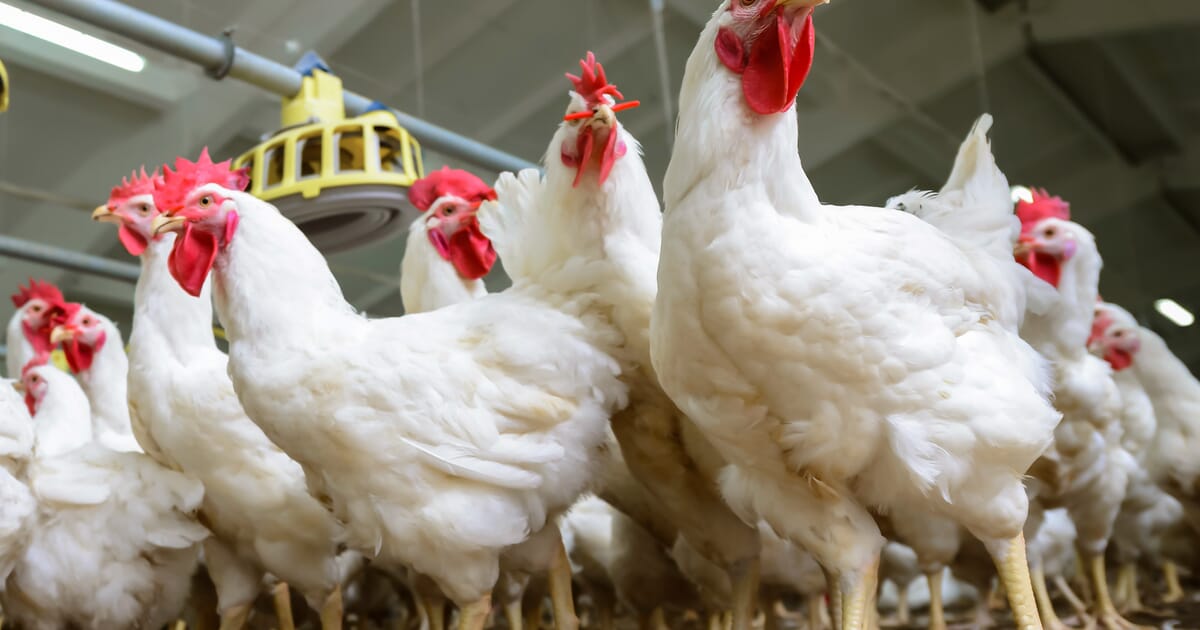 Microbes in Poultry Gut, microbes in food