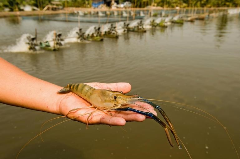 Why You Should Construct a Shrimp Farm - Shrimp Farming