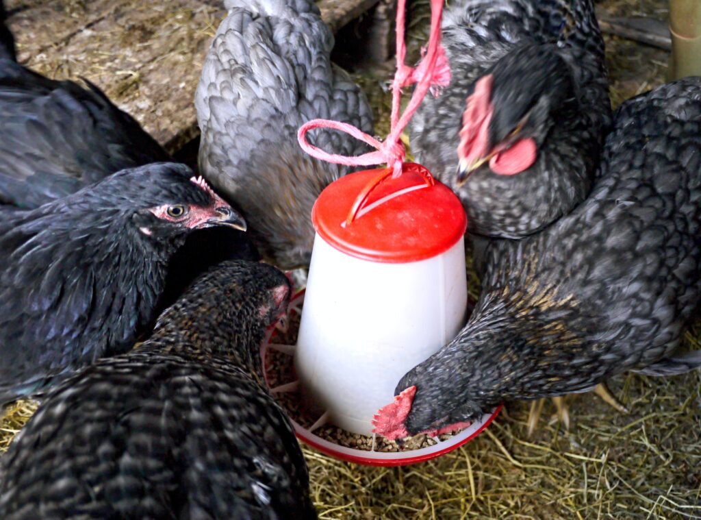 poultry feed additive invivo bio